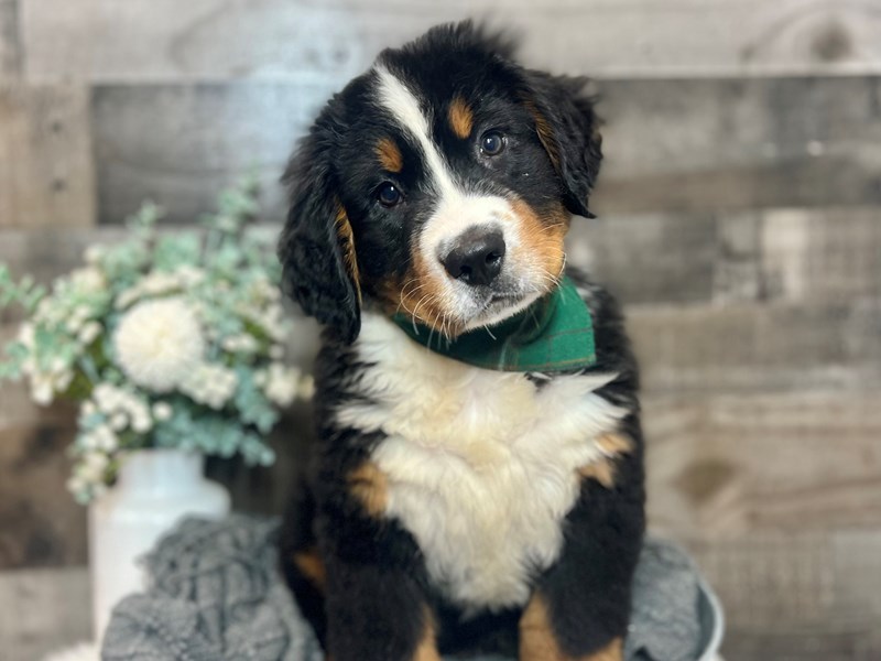 Bernese Mountain Dog-Male-Tri-3889743-The Barking Boutique