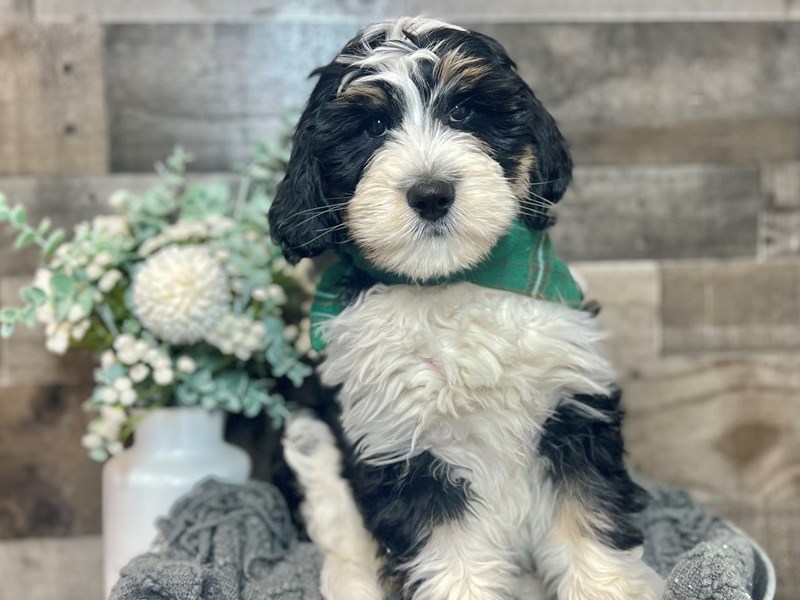 Bernedoodle-Male-Tri-3890982-The Barking Boutique