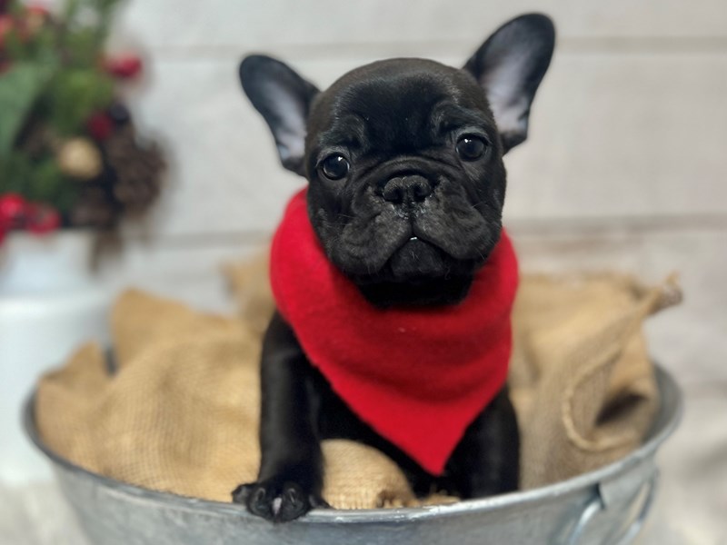 French Bulldog-Male-Brindle-3894875-The Barking Boutique