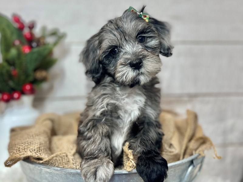 Lhasapoo-Female-Blue Merle-3905916-The Barking Boutique