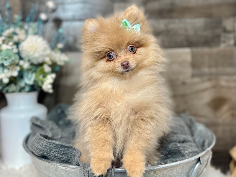 Pomeranian-Female-Red-3907108-The Barking Boutique
