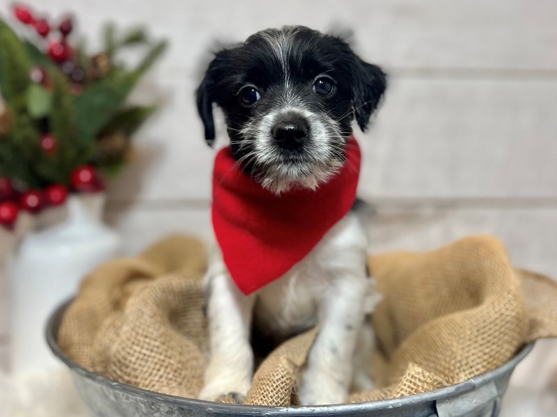 Chorkie-Male-Black / White-3911018-The Barking Boutique