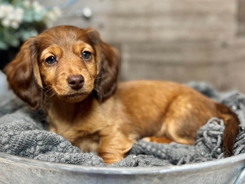 Dachshund-Male-Chocolate / Tan-3929450-The Barking Boutique