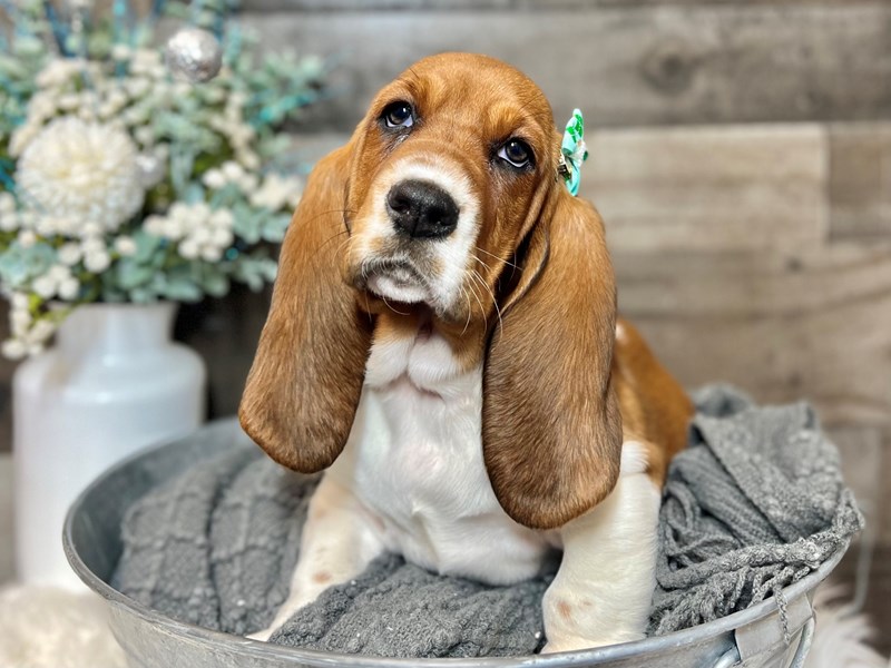 Basset Hound-Female-Red / White-3929451-The Barking Boutique