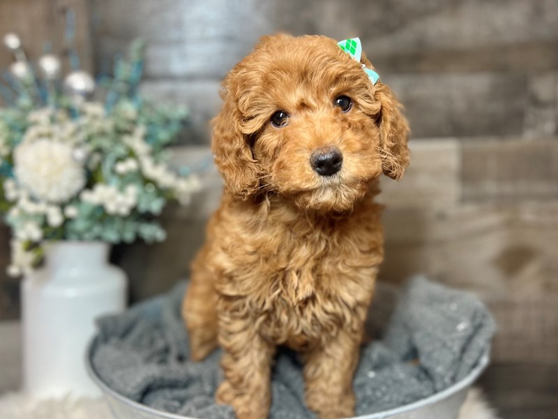 Goldendoodle Mini F1b-Female-Red-3930263-The Barking Boutique