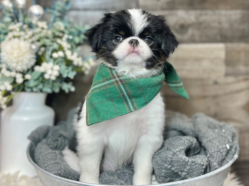 Japanese Chin-Male-Black / White-3932666-The Barking Boutique