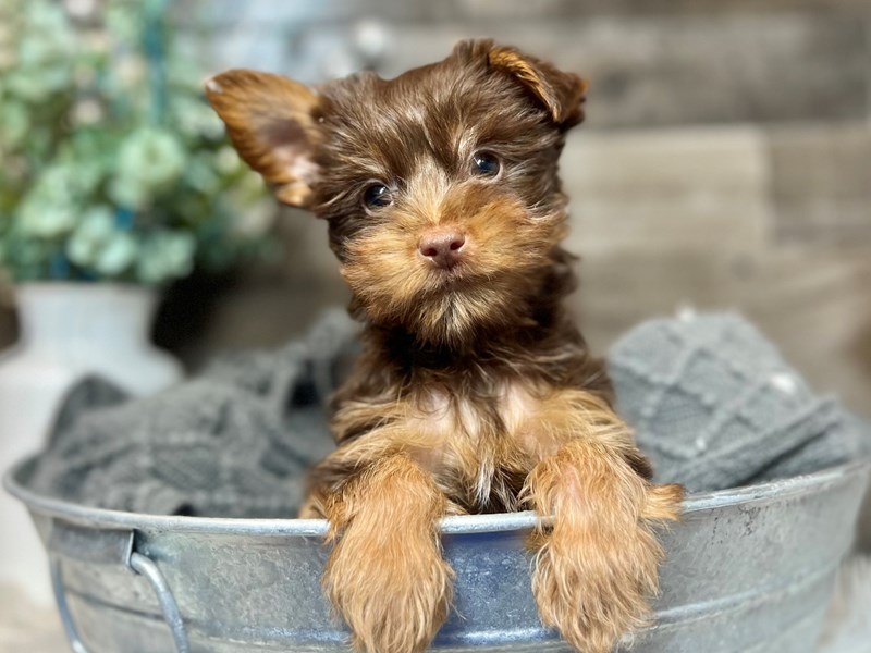 Yorkshire Terrier-Male-Brown / Tan-3938769-The Barking Boutique