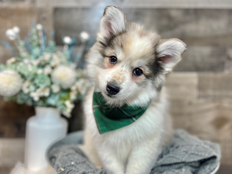 Pomsky-Male-Sable / White-3912033-The Barking Boutique