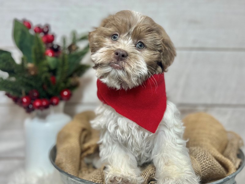 Havanese-Male-Chocolate / White-3920249-The Barking Boutique