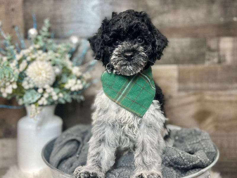 Poodle-Male-Black / White-3920256-The Barking Boutique
