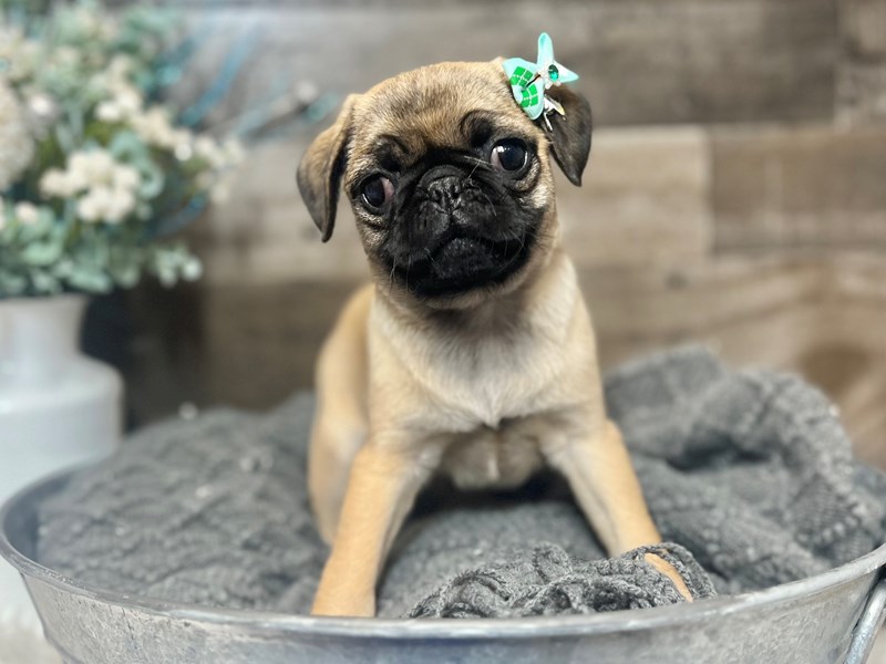 Pug-Female-Fawn-3919282-The Barking Boutique