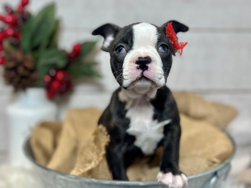 Boston Terrier-Female-Brindle / White-3929452-The Barking Boutique