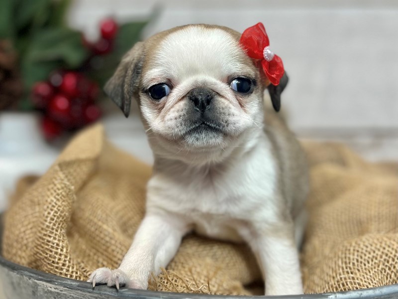 Pug-Female-Fawn / White-3929469-The Barking Boutique