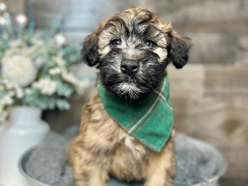 Soft Coated Wheaten Terrier – Bubbly
