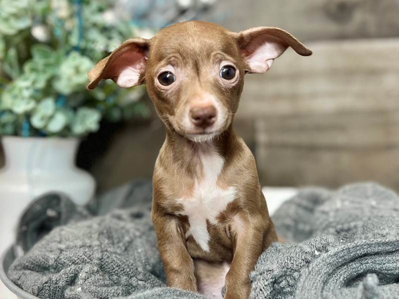 Chihuahua-Female-Brown-3938762-The Barking Boutique