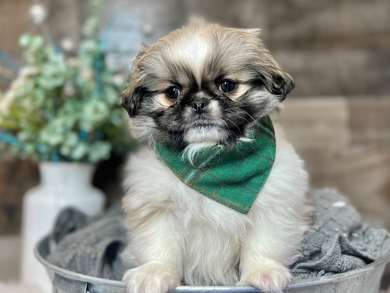 Pekingese-Male-Brown / White-3938764-The Barking Boutique