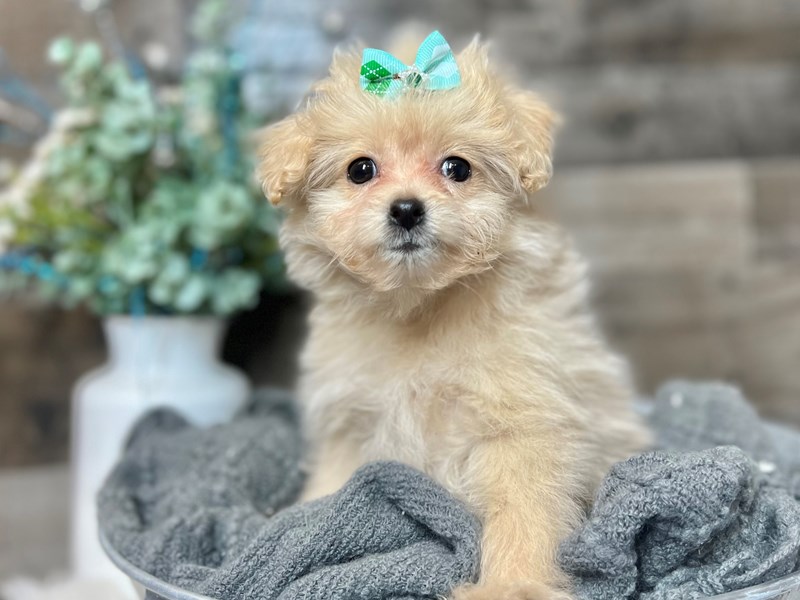 Pomapoo-Female-Apricot-3938766-The Barking Boutique