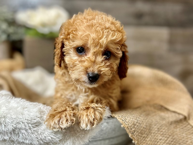 F1b Cavapoo-Male--3949909-The Barking Boutique
