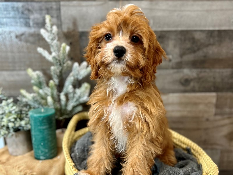 Cavapoo-Male-Red-3867595-The Barking Boutique
