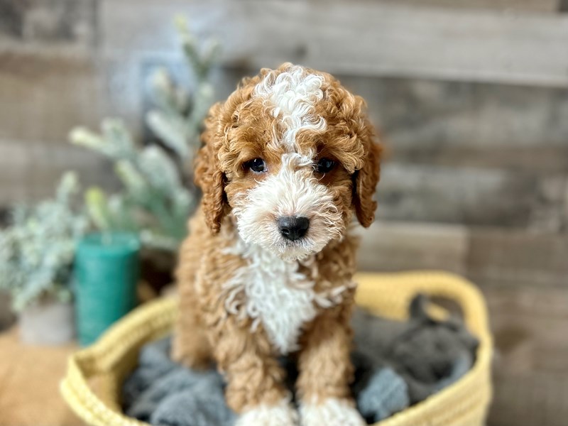 F1b Cavapoo-Male-Red-3949882-The Barking Boutique