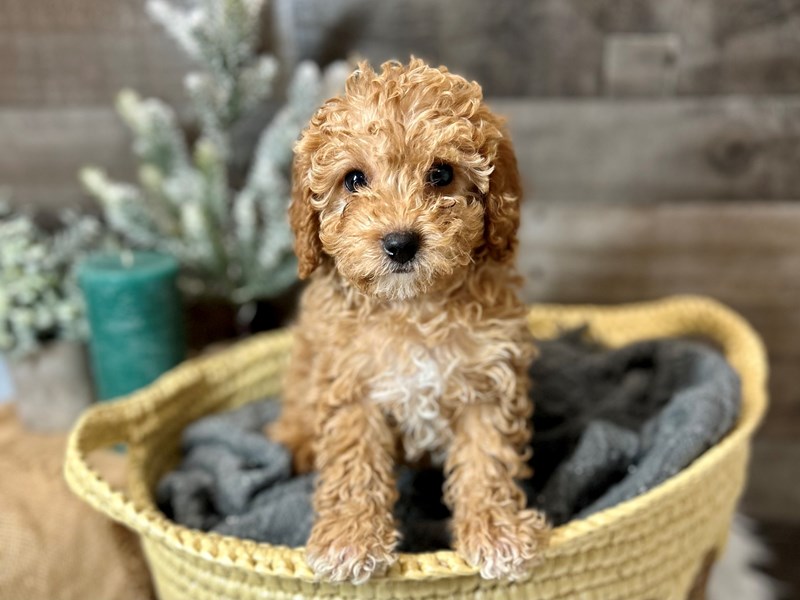 F1b Cavapoo-Male--3949883-The Barking Boutique