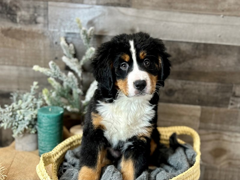 Bernese Mountain Dog-Female-Tri-Colored-3948571-The Barking Boutique