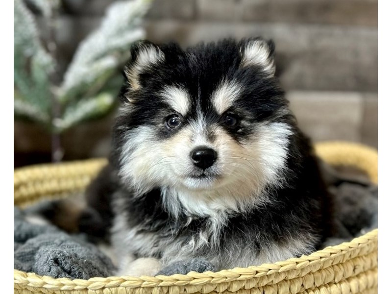 F1B Pomsky-Female-Sable-3949887-The Barking Boutique