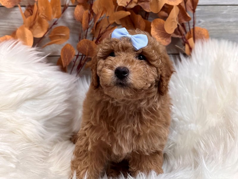 F1B micro mini Goldendoodle-Female-Red-3961012-The Barking Boutique