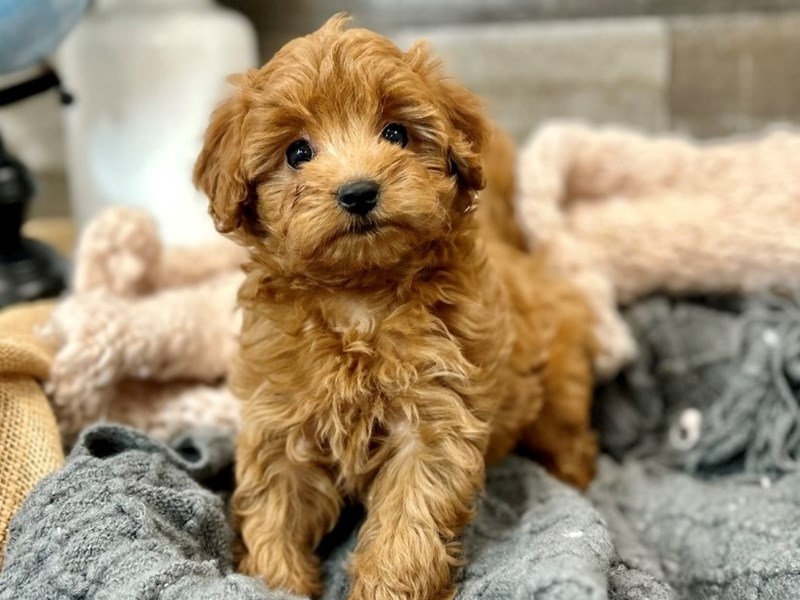 F1B micro mini Goldendoodle-Female-Red-3960878-The Barking Boutique