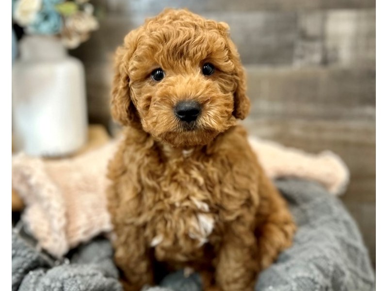 F1B micro mini Goldendoodle-Male-Red-3960873-The Barking Boutique