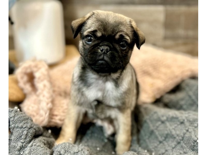 Pug-Female-Fawn-3960848-The Barking Boutique