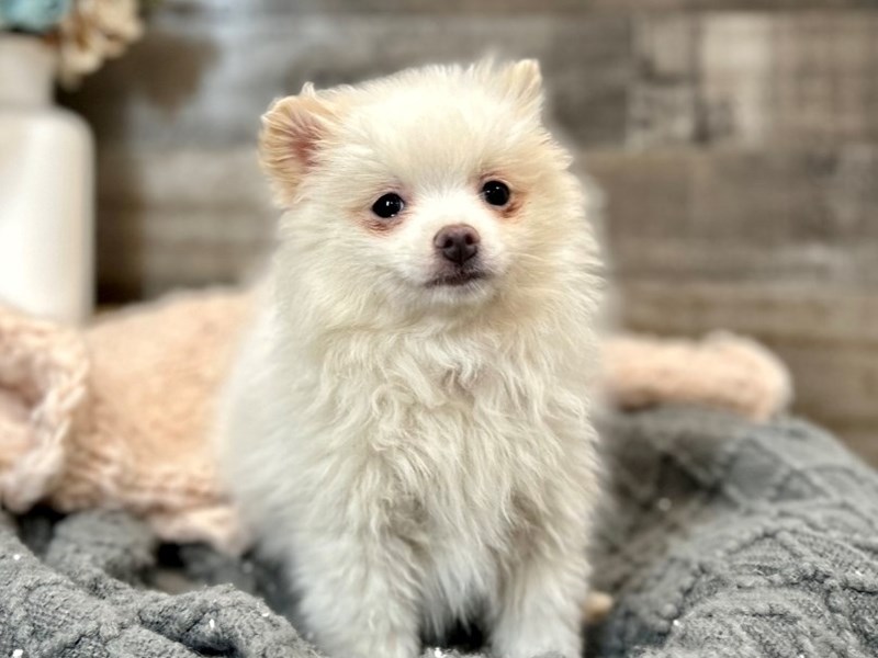 Pomeranian-Female-White-3956581-The Barking Boutique
