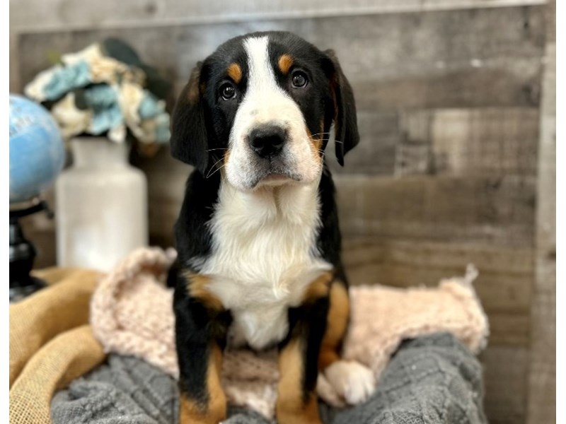 Greater Swiss Mountain Dog-Male-Black White / Tan-3956591-The Barking Boutique