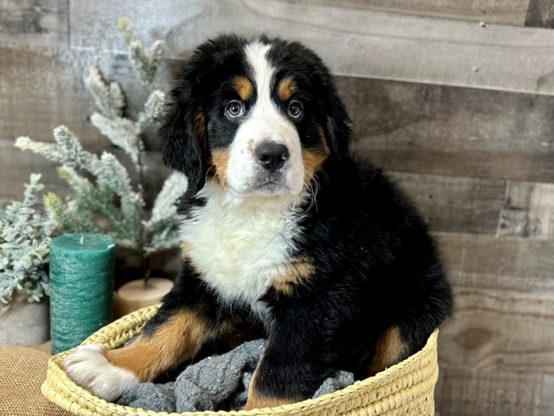 Bernese Mountain Dog-Male-Tri-Colored-3948572-The Barking Boutique
