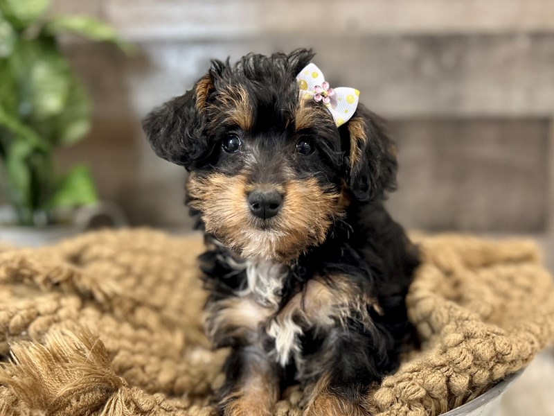 Schnoodle-Female-Black / Tan-3967928-The Barking Boutique