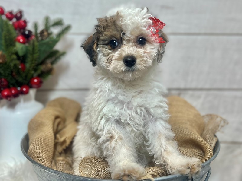 Poodle-Female-Red / White-3920253-The Barking Boutique