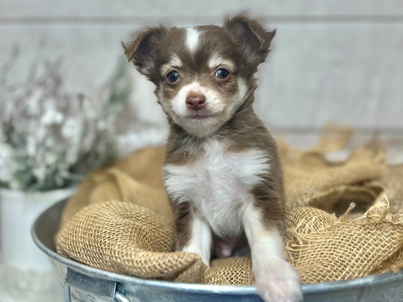 Chihuahua-Male-Chocolate-3937556-The Barking Boutique