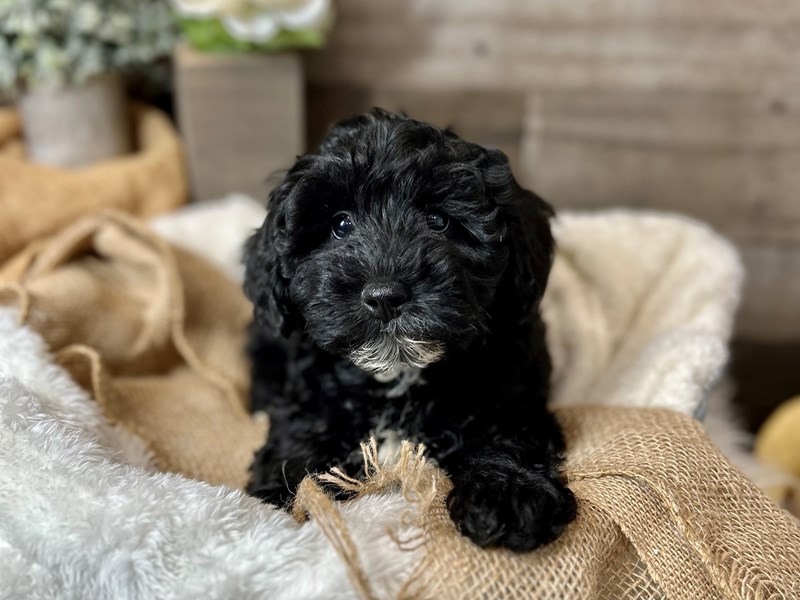 Schnoodle-Female-Black-3948307-The Barking Boutique