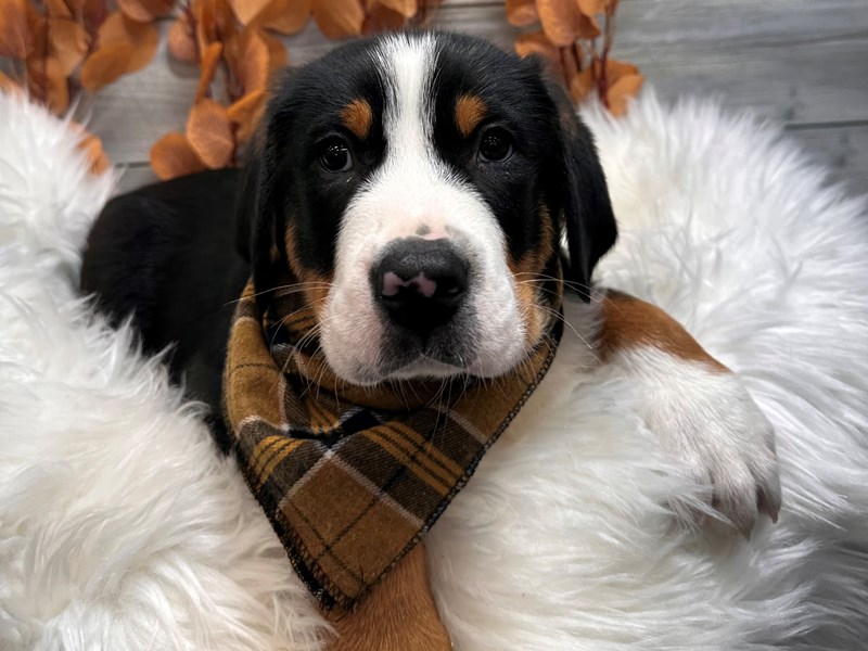 Greater Swiss Mountain Dog-Male-Black White / Tan-3956593-The Barking Boutique