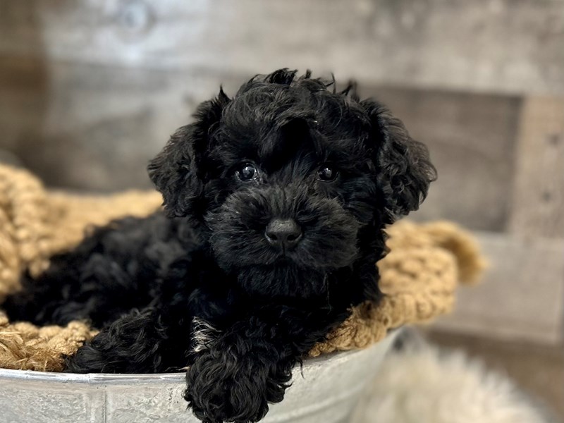 Schnoodle-Male-Black-3967929-The Barking Boutique