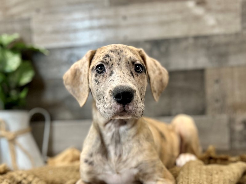 Great Dane-Female-Merle-3967941-The Barking Boutique