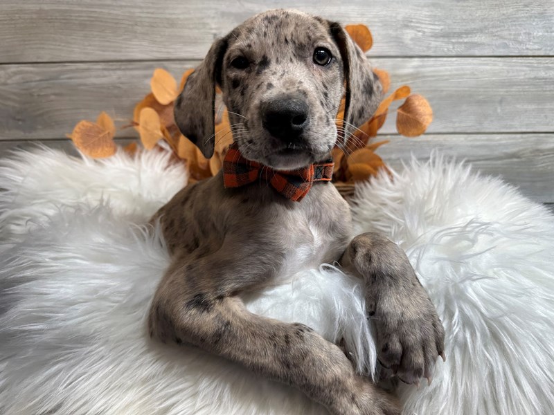 Great Dane-Male-Merle-3967942-The Barking Boutique
