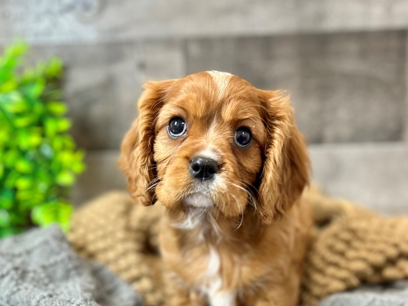 Cavalier King Charles Spaniel-Female-Ruby-3982259-The Barking Boutique