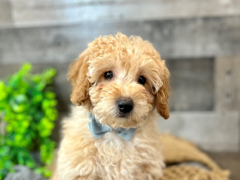 F1B micro mini Goldendoodle – Little Brother