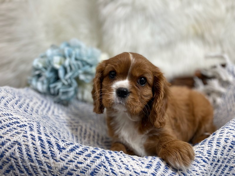 Cavalier King Charles Spaniel – Gingy