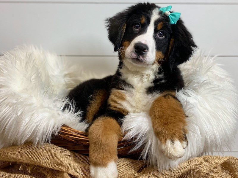 Bernese Mountain Dog-Female-Tri-Colored-3978098-The Barking Boutique
