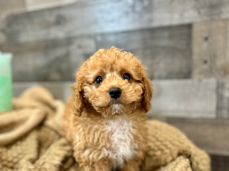 F1b Cavapoo-Male-Red-4012335-The Barking Boutique