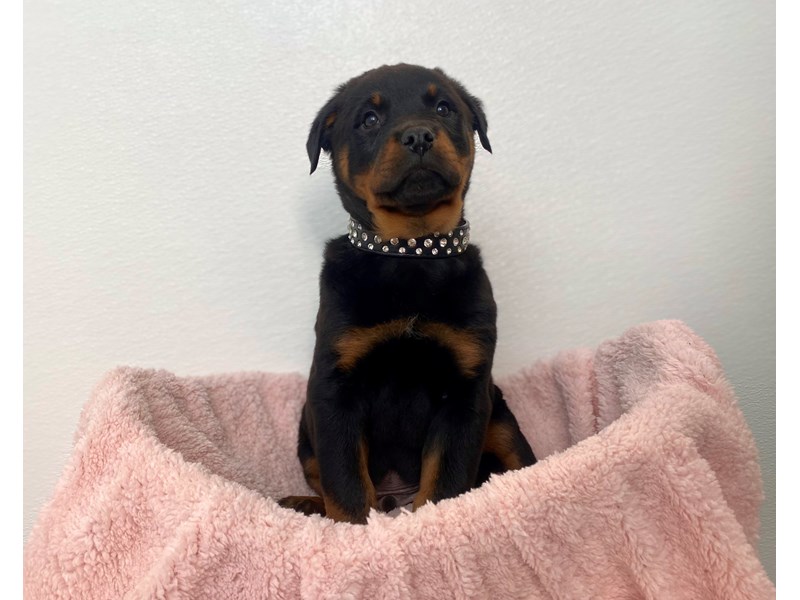 Rottweiler-Male-Black / Rust-4009680-The Barking Boutique