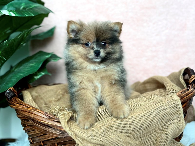 Pomeranian-Male-Chocolate Merle-4020179-The Barking Boutique