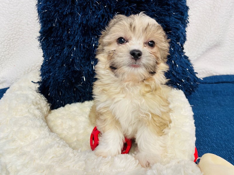 Teddy Bear-Male-White-4020173-The Barking Boutique